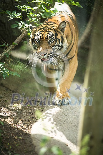 Closeup of a Siberian tiger also know as Amur tiger (Panthera tigris altaica), the largest living cat Closeup of a Siberian tiger also know as Amur tiger (Panthera tigris altaica), the largest living cat