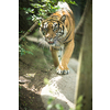 Closeup of a Siberian tiger also know as Amur tiger (Panthera tigris altaica), the largest living cat