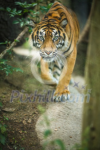 Closeup of a Siberian tiger also know as Amur tiger (Panthera tigris altaica), the largest living cat