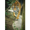 Closeup of a Siberian tiger also know as Amur tiger (Panthera tigris altaica), the largest living cat