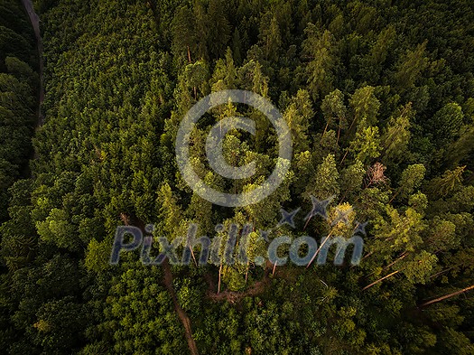 Autumn forest aerial view