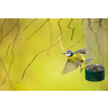 Tiny Blue tit flying away from a feeder in a garden after grasping a sunflower seed with its beak, hungry during winter (lat. Parus caeruleus)