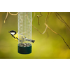 Great tit (Parus major) on a feeder in a garden, hungry during winter