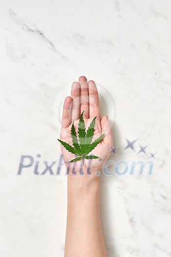 Organic green leaf of medicinal marijuana or marijuana plant on a woman's hand on a light grey background with soft shadow, copy space. Use of cannabis for medical purposes.