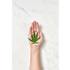 Organic green leaf of medicinal marijuana or marijuana plant on a woman's hand on a light grey background with soft shadow, copy space. Use of cannabis for medical purposes.
