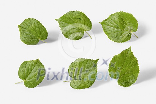 Plant natural composition from fresh organic textured leaves of tilia trees on a white background with soft shadows, copy space.