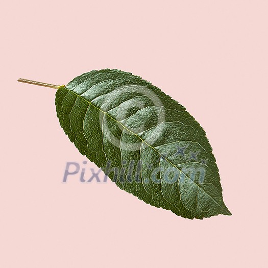Close up view of textured natural organic green leaf of a cherry tree on a light pink background, copy space. Close up view of textured natural organic green leaf of a cherry tree on a light pink background, copy space.