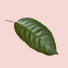 Close up view of textured natural organic green leaf of a cherry tree on a light pink background, copy space.