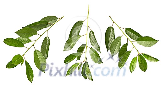 Three cherry branches pattern with fresh natural organic green leaves on a white background, copy space. Three cherry branches pattern with fresh natural organic green leaves on a white background, copy space.