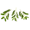 Three cherry branches pattern with fresh natural organic green leaves on a white background, copy space.
