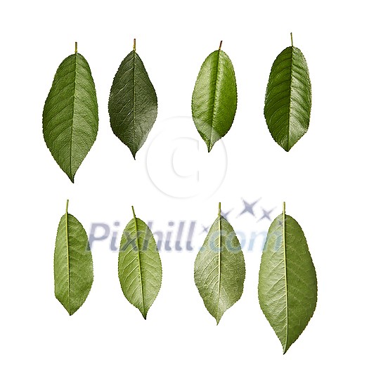 Plant pattern from cherry textured fresh natural organic green leaves on a white background, copy space. Plant pattern from cherry textured fresh natural organic green leaves on a white background, copy space.