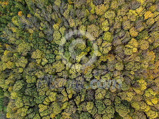 Panoramic bird's eye view from the drone of outdoors landscape above plantation of green trees of forest area on a summer sunny day. Panoramic bird's eye view from the drone of outdoors landscape above plantation of green trees of forest area on a summer sunny day.