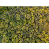 Panoramic bird's eye view from the drone of outdoors landscape above plantation of green trees of forest area on a summer sunny day.