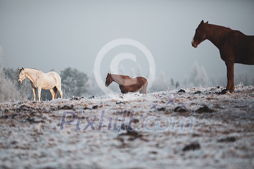 Beatiful horses in winter on fresh snow