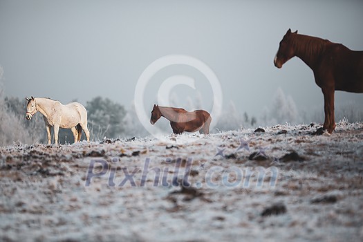 Beatiful horses in winter on fresh snow Beatiful horses in winter on fresh snow