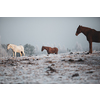 Beatiful horses in winter on fresh snow