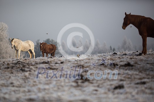 Beatiful horses in winter on fresh snow Beatiful horses in winter on fresh snow