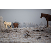 Beatiful horses in winter on fresh snow