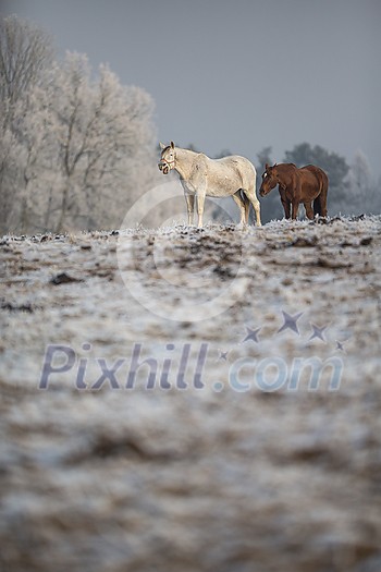 Beatiful horses in winter on fresh snow