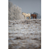 Beatiful horses in winter on fresh snow