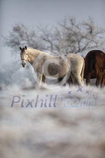 Beatiful horses in winter on fresh snow Beatiful horses in winter on fresh snow