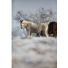 Beatiful horses in winter on fresh snow