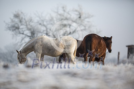 Beatiful horses in winter on fresh snow