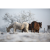 Beatiful horses in winter on fresh snow