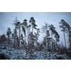 Winter forest - trees covered with snow