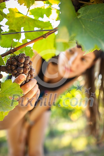 Grapes in a vineyard being checked by a female vintner (color toned image)