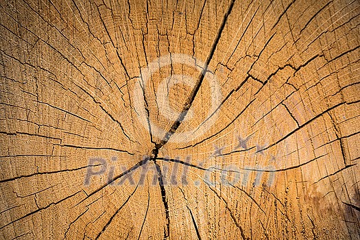 Wood texture background surface. Natural wood texture. Timber background of wood texture.