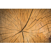 Wood texture background surface. Natural wood texture. Timber background of wood texture.