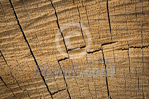 Wood texture background surface. Natural wood texture. Timber background of wood texture.