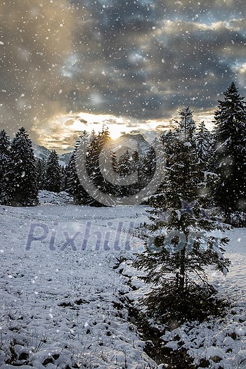 Awesome winter landscape with spruces covered in snow. Frosty day, exotic wintry scene. Magic Carpathian mountains, Ukraine, Europe. Winter nature wallpapers. Splendid christmas scene.