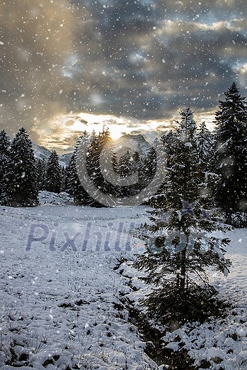 Awesome winter landscape with spruces covered in snow. Frosty day, exotic wintry scene. Magic Carpathian mountains, Ukraine, Europe. Winter nature wallpapers. Splendid christmas scene. Awesome winter landscape with spruces covered in snow. Frosty day, exotic wintry scene. Magic Carpathian mountains, Ukraine, Europe. Winter nature wallpapers. Splendid christmas scene.