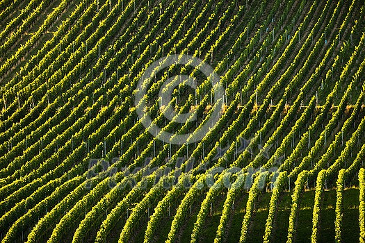 Vineyard at sunset time, rolling hills covered with vineyards in warm evening sunlight Vineyard at sunset time, rolling hills covered with vineyards in warm evening sunlight