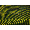 Vineyard at sunset time, rolling hills covered with vineyards in warm evening sunlight