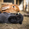 Cute baby rabbits in a farm