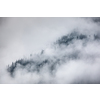 Pine forest covered in fog on a cold autumn morning, Dark tone image. Foggy mountain landscape with misty forest