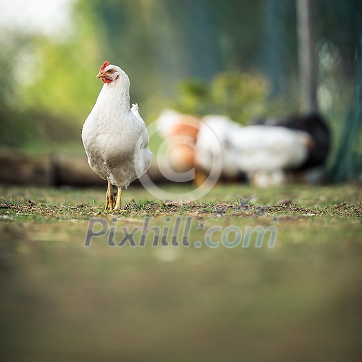 Hen in a farmyard (Gallus gallus domesticus) Hen in a farmyard (Gallus gallus domesticus)