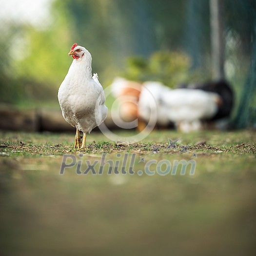 Hen in a farmyard (Gallus gallus domesticus)