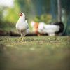 Hen in a farmyard (Gallus gallus domesticus)