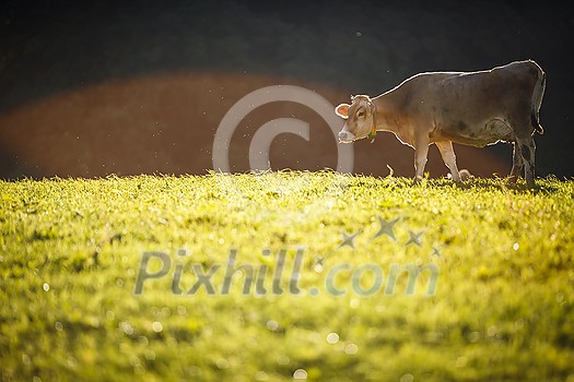 Cow in pasture. Mountain meadow. Green meadow in mountains and cow summer landscape. Cow in pasture. Mountain meadow. Green meadow in mountains and cow summer landscape.