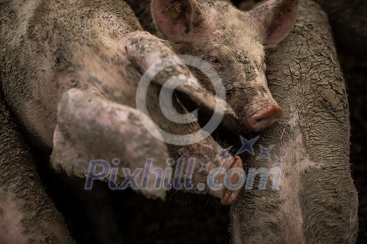 Pigs eating on a meadow in an organic meat farm - telephoto lens shot with good compression, tack sharp