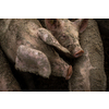 Pigs eating on a meadow in an organic meat farm - telephoto lens shot with good compression, tack sharp