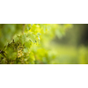 Ripe grapes on vine growing in vineyard at sunset time, selective focus, copy space. Vineyards grape at sunset in autumn harvest. Ripe white wine grapes.