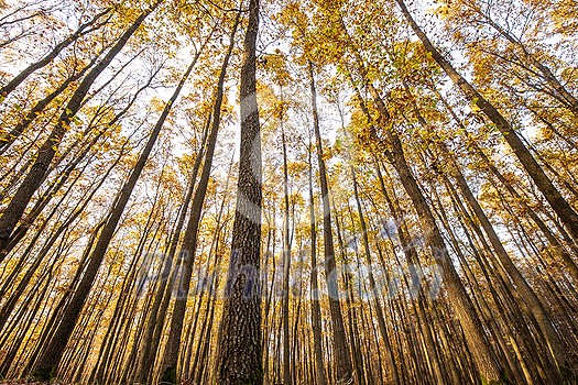 Splendid autumn/fall captured in a landscape image - vivid colors disappearing slowly and making room for the greyish aspect of winter