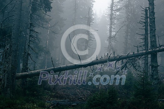 Magical forest with morning sun piercing through fog - dreamy, misty landscape photo Magical forest with morning sun piercing through fog - dreamy, misty landscape photo