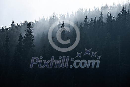 Magical forest with morning sun piercing through fog - dreamy, misty landscape photo Magical forest with morning sun piercing through fog - dreamy, misty landscape photo