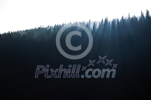 Magical forest with morning sun piercing through fog - dreamy, misty landscape photo Magical forest with morning sun piercing through fog - dreamy, misty landscape photo
